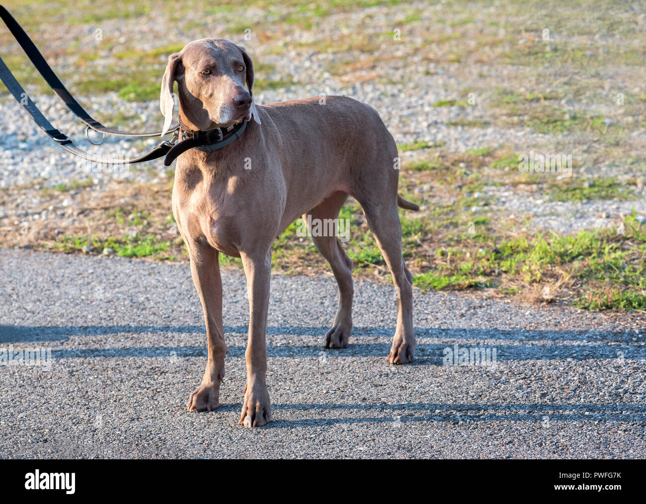 Weimaraner cane sul marciapiede e trattenuto dal guinzaglio, visto da vicino da un angolo alto Foto Stock
