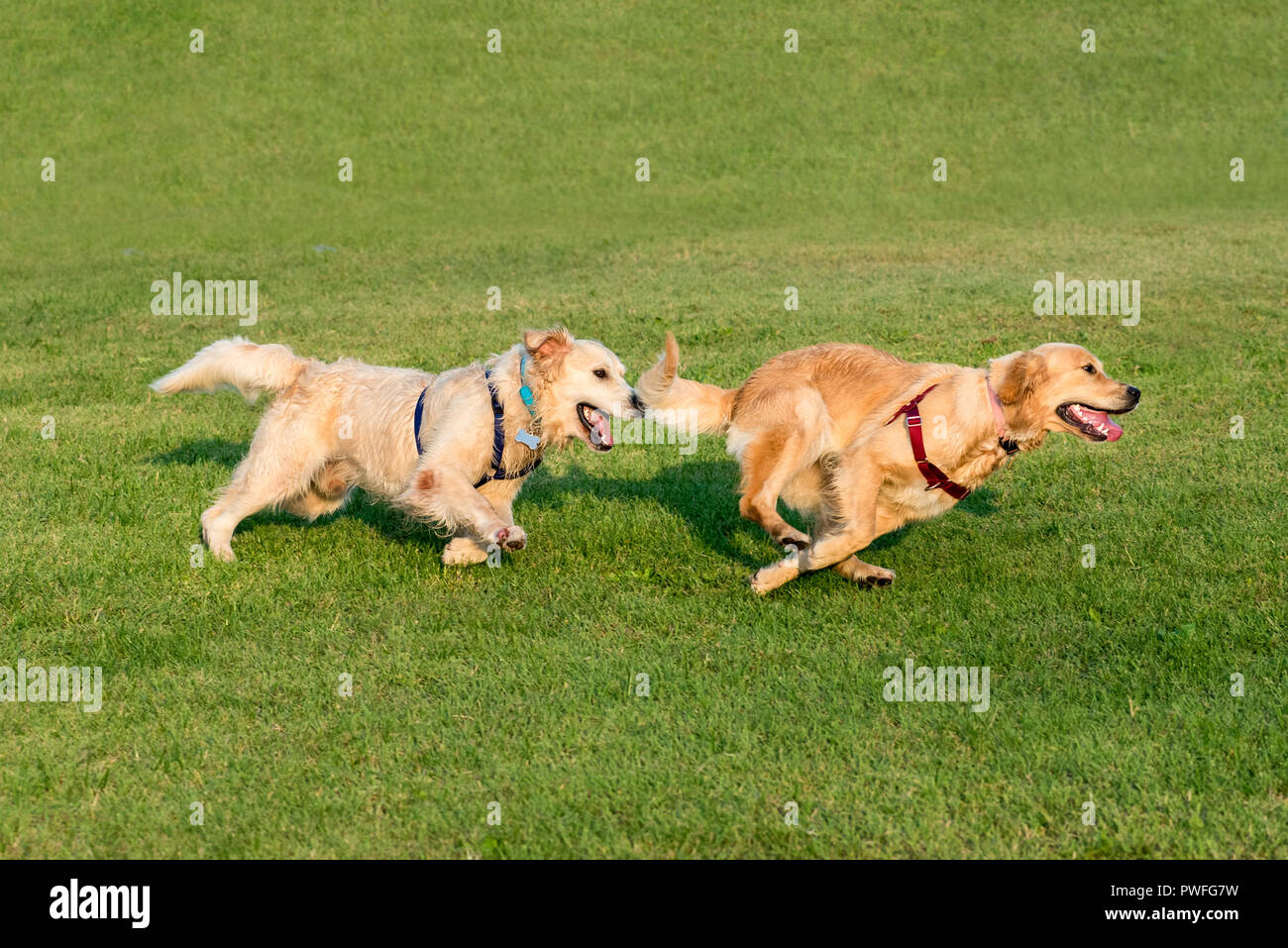 Due Golden Retriever Cani giocando insieme e in esecuzione su erba verde prato, catturata nel momento dinamico Foto Stock