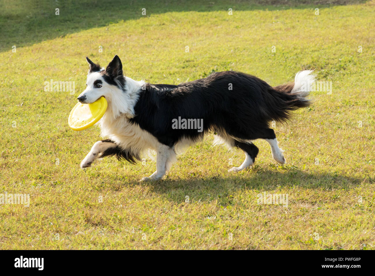 Border Collie cane giallo portante frisbee giocando nel parco, da sole sul prato verde, visto dal lato Foto Stock