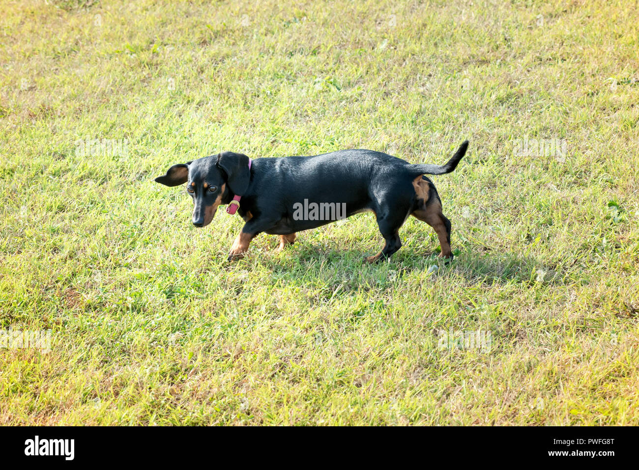 Nero cane bassotto sul prato, camminando e guardando il verde erba, visto da un angolo alto Foto Stock