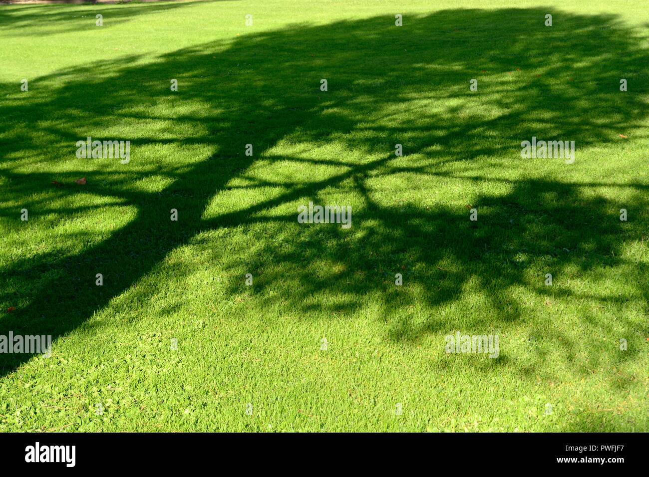 Ombra di un albero in erba verde Wales UK Foto Stock