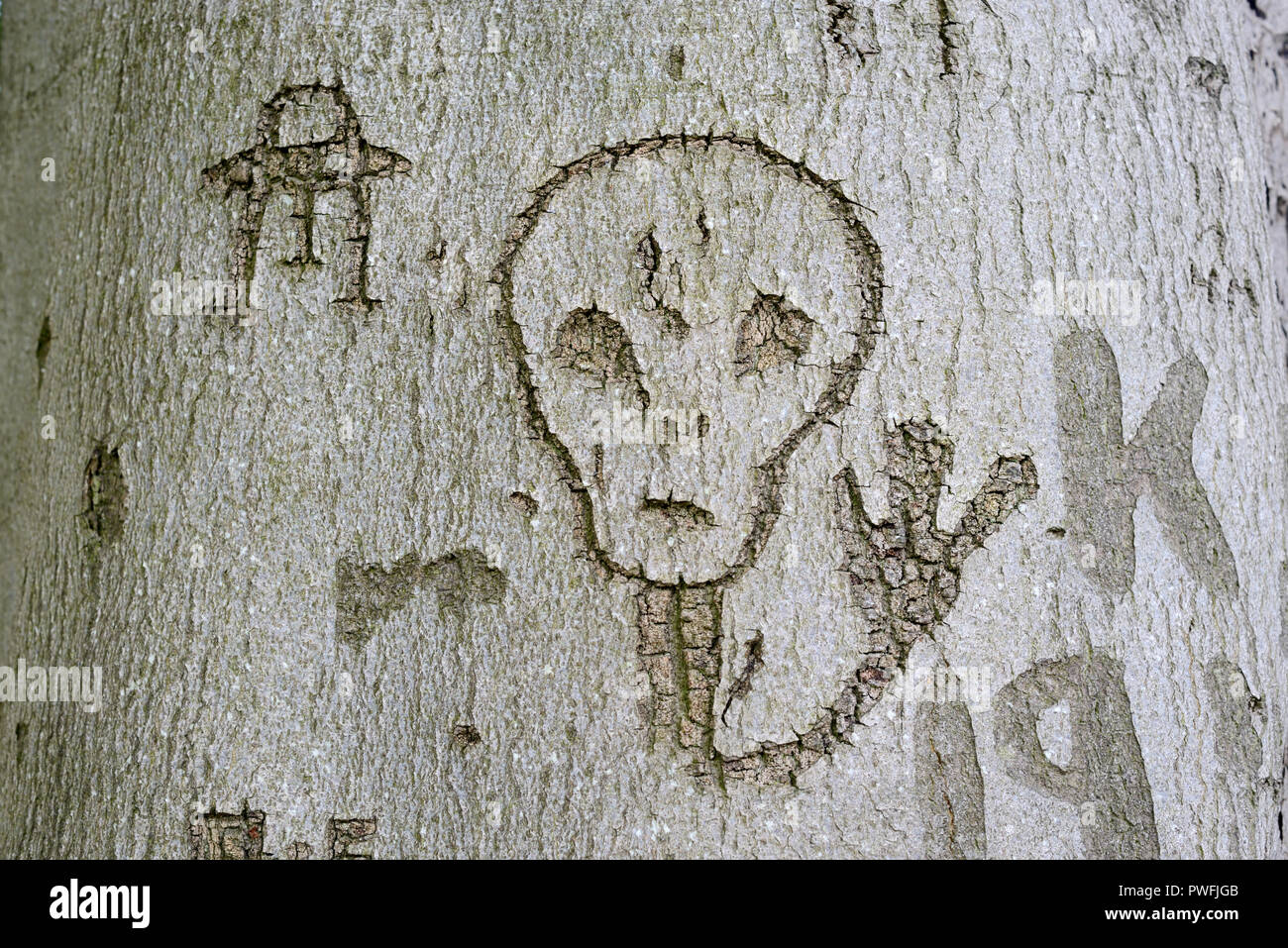 O extraterrestre alieni e UFO, astronave o veicoli spaziali scolpita in legno di faggio di corteccia di albero a Bakers collina bosco Mickleton Gloucestershire in Inghilterra Foto Stock