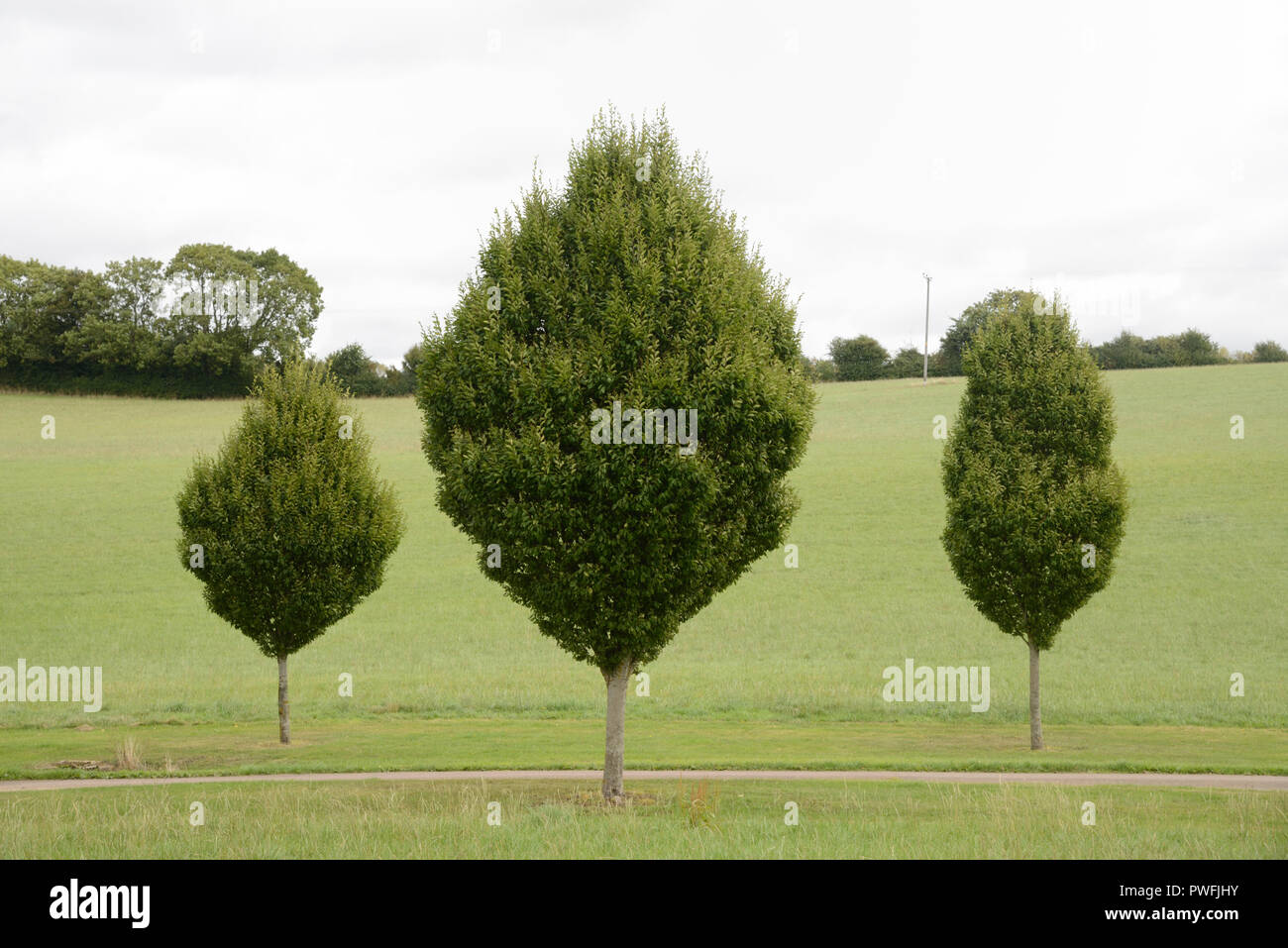 Linea di giovani alberi di carpino, strada alberata o drive vicino a Chipping Campden in Costwolds Gloucestershire in Inghilterra Foto Stock