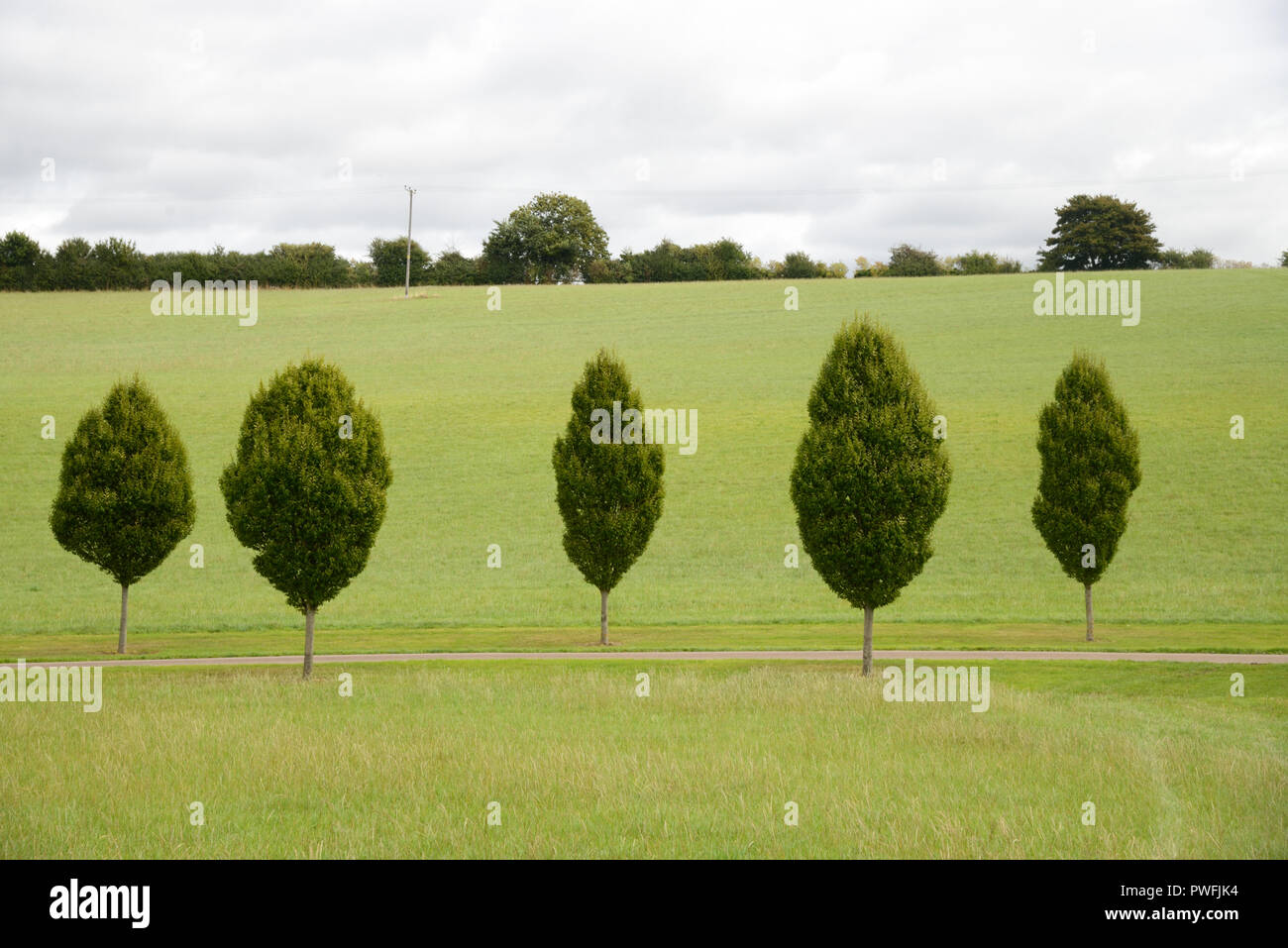 Linea di giovani alberi di carpino, strada alberata o drive vicino a Chipping Campden in Costwolds Gloucestershire in Inghilterra Foto Stock