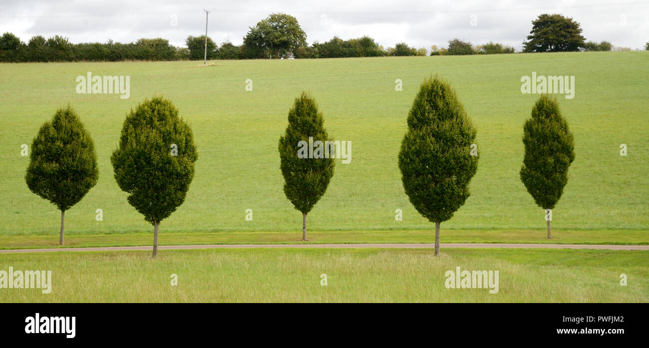 Linea di giovani alberi di carpino, strada alberata o drive vicino a Chipping Campden in Costwolds Gloucestershire in Inghilterra Foto Stock