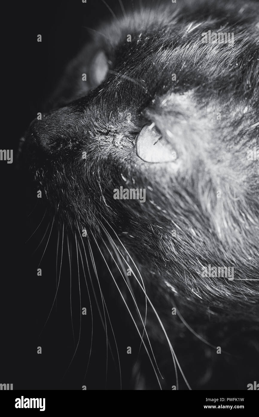 Il muso di un gatto nero fotografato strettamente, per vedere i dettagli di baffi e eye Foto Stock