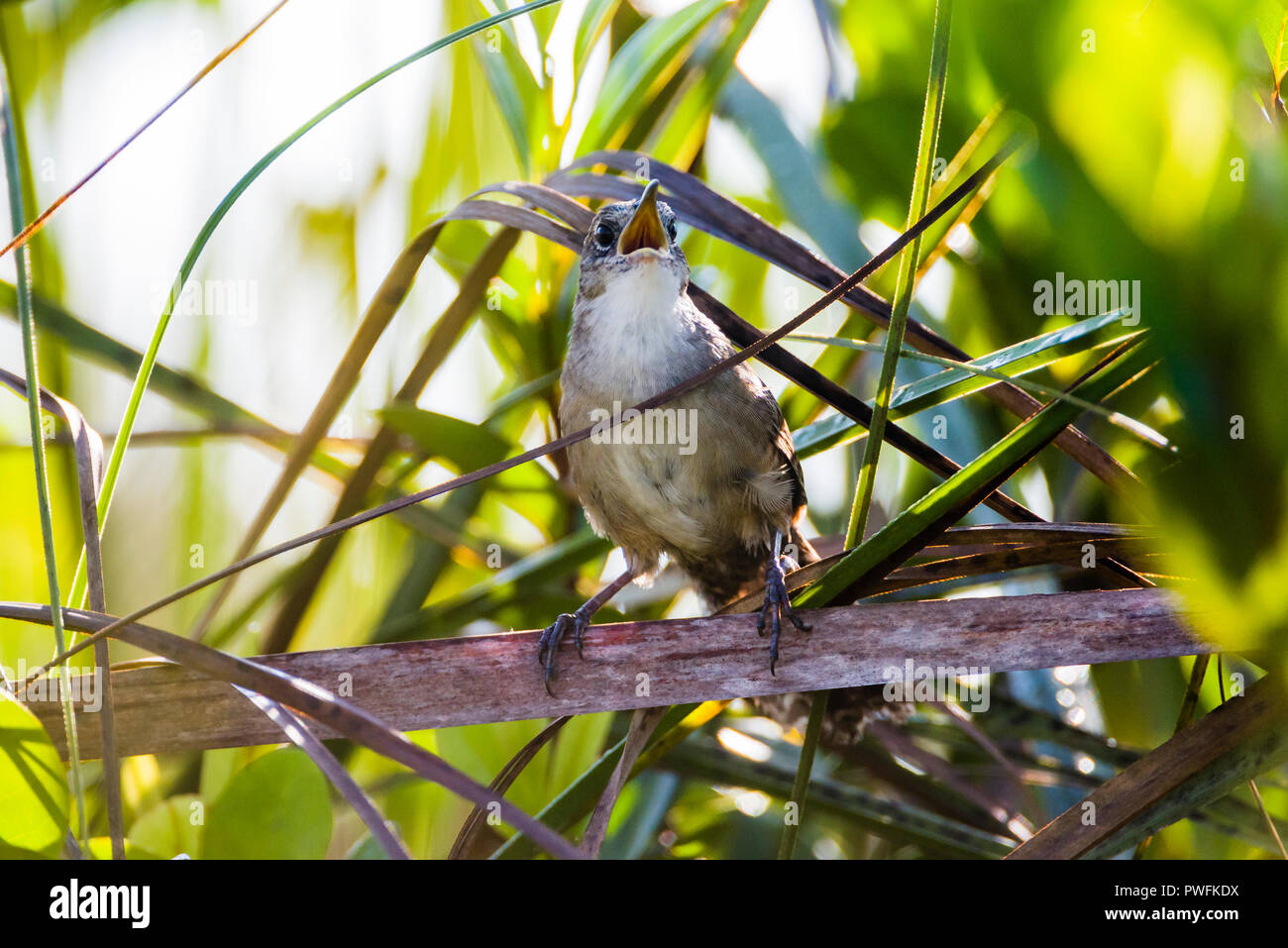 Un altamente minacciate di estinzione, endemica Zapata Wren (Ferminia cerverai) cantare, nel cuore della palude di Zapata, vicino a Santo Tomás. Cuba. Foto Stock