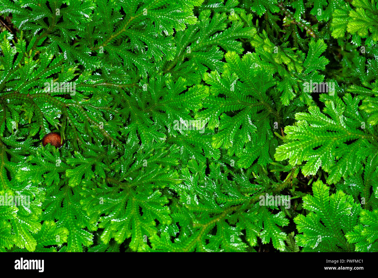 Selaginella martensii, variegata spikemoss o Martens spike MOSS, è un lycophyte nella famiglia Selaginellaceae. È originaria del Messico e cento Foto Stock