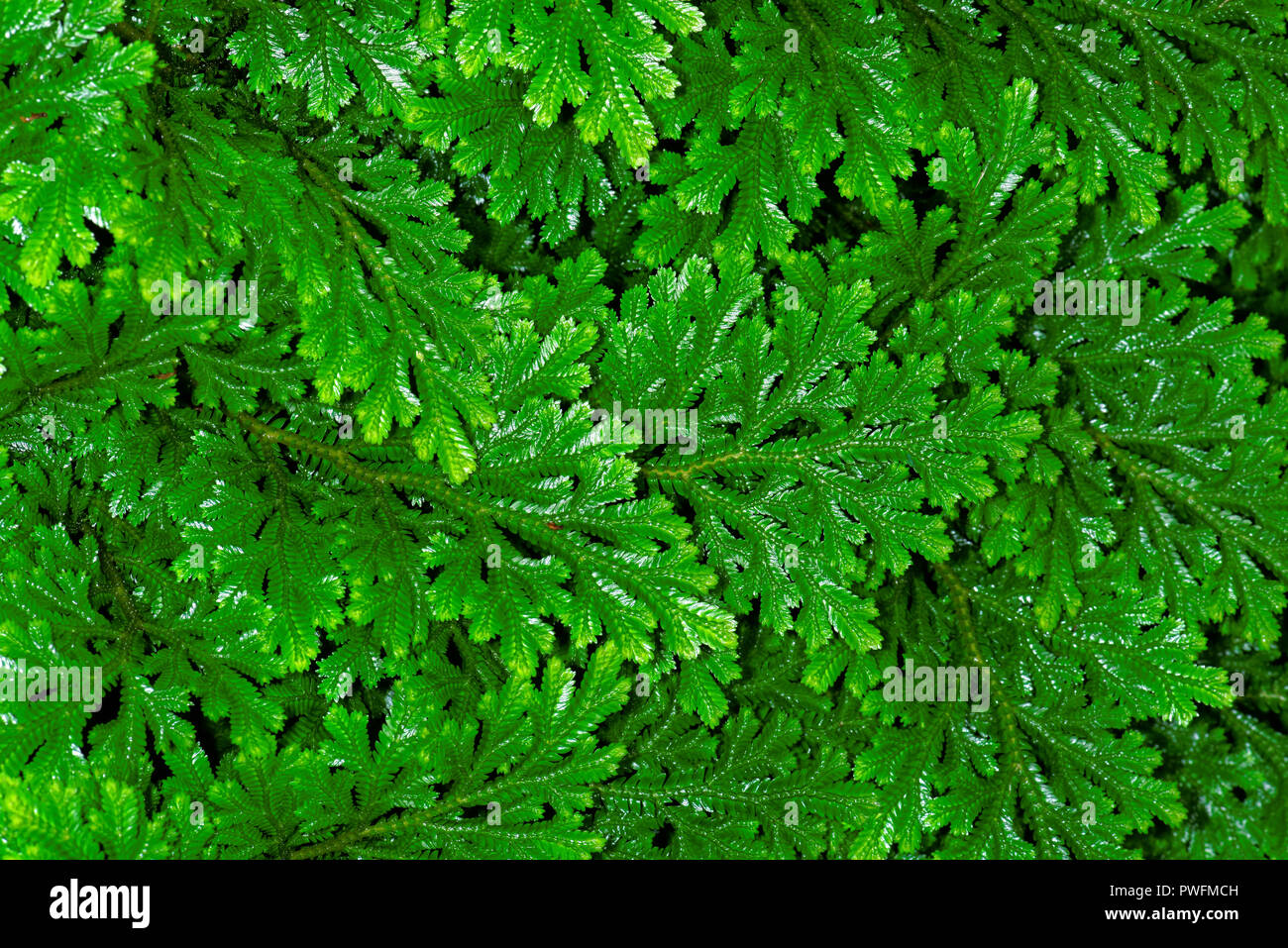 Selaginella martensii, variegata spikemoss o Martens spike MOSS, è un lycophyte nella famiglia Selaginellaceae. È originaria del Messico e cento Foto Stock