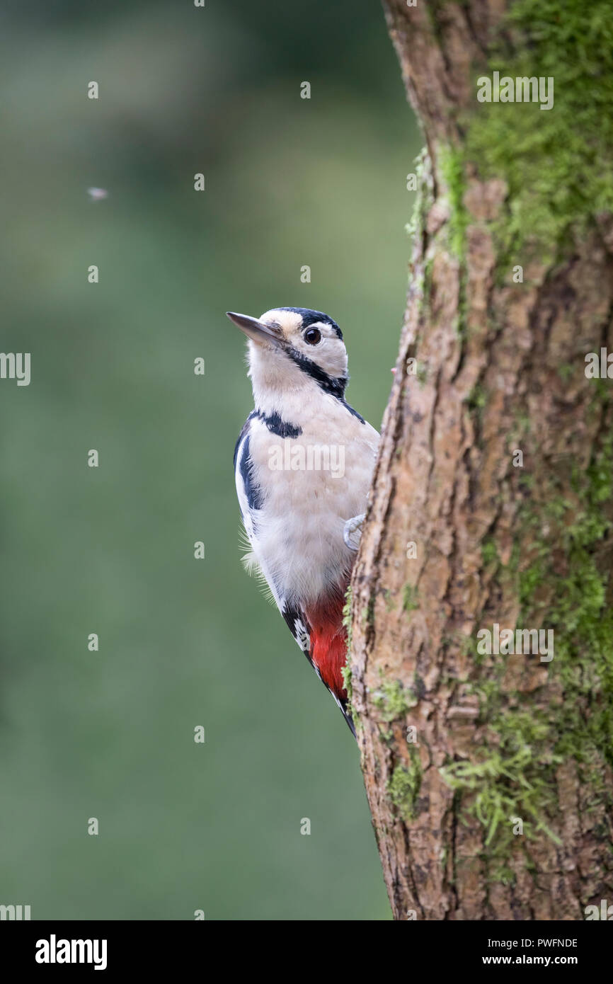 Picchio rosso maggiore (Dendrocopos major) maschio Foto Stock
