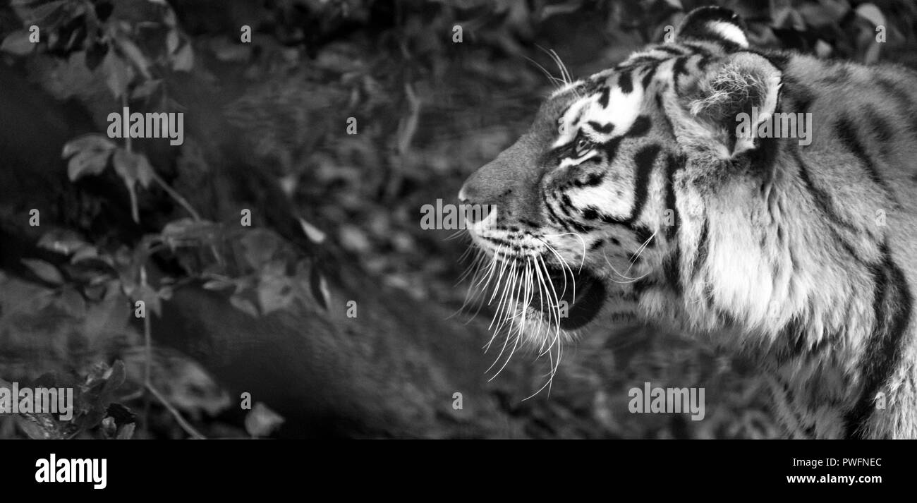 Profilo della testa della tigre con pelliccia striato. Fotografato in monocromia a Port Lympne Safari Park vicino a Ashford Kent REGNO UNITO. Foto Stock