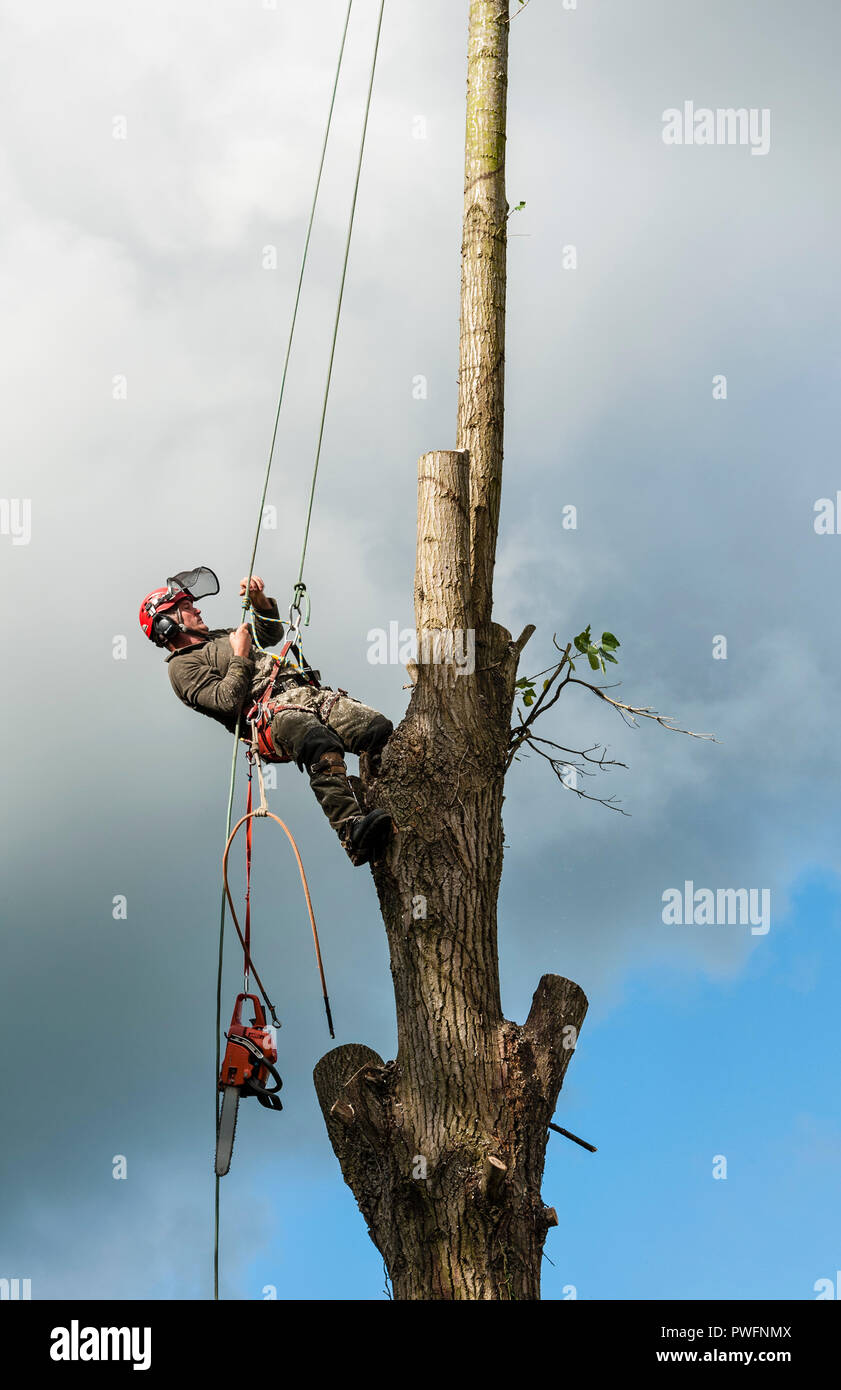 Regno Unito. Un albero chirurgo (arborist) al lavoro di abbattere un pioppo Foto Stock