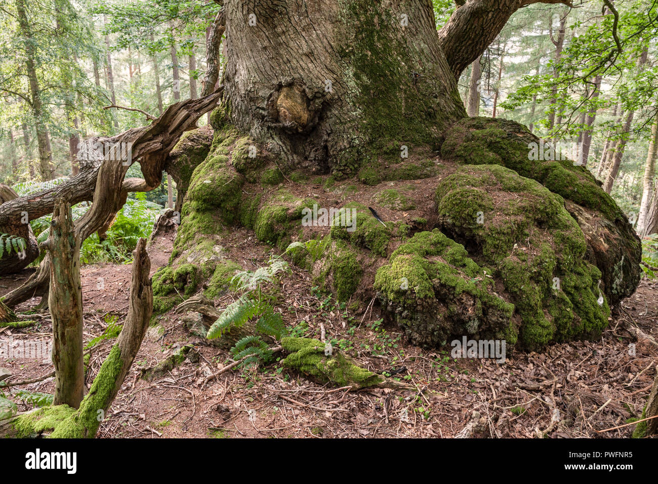 Herefordshire, Regno Unito. Una grande e antica quercia conservato in una nuova piantagione forestale Foto Stock