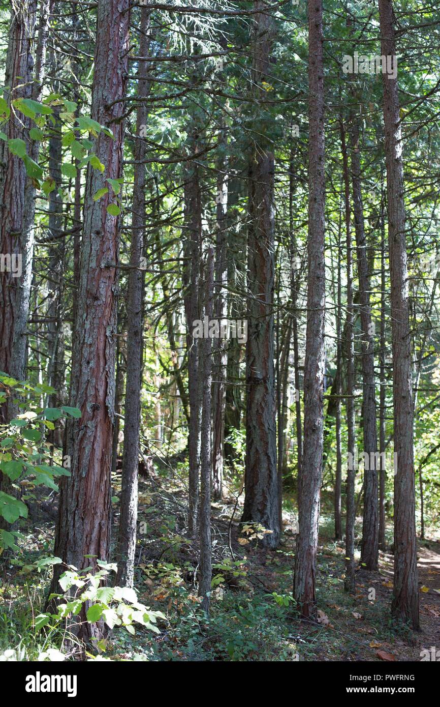 Un boschetto di incenso di alberi di cedro a Mount Pisgah Arboretum di Eugene, Oregon, Stati Uniti d'America. Foto Stock