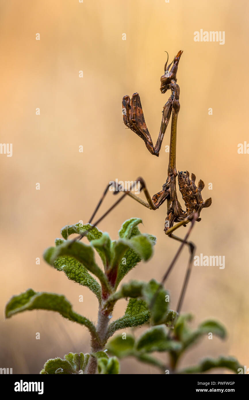 Conehead mantis (Empusa pennata) macchia mediterranea insetto predatore in agguato sulla pianta verde Foto Stock