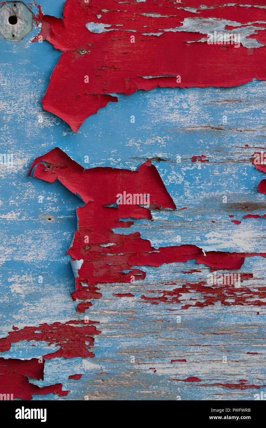 Grande patch irregolare di peeling vernice rossa curling fuori un blu sotto strato su una vecchia porta di legno compensato, la creazione di un modello astratto, buon background. Foto Stock