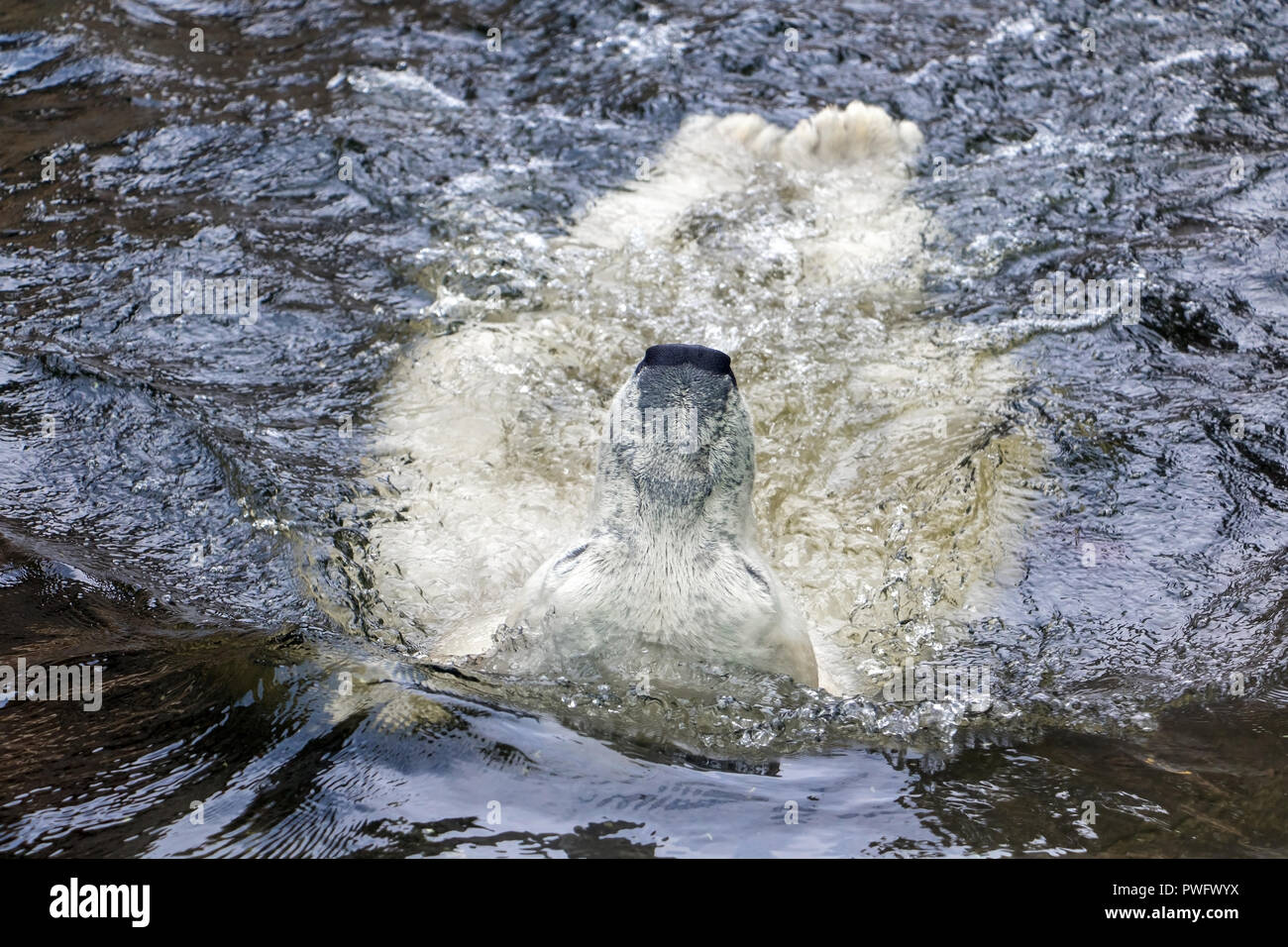 Orso bianco in acqua nuotare dorso. Orso polare relax Foto Stock