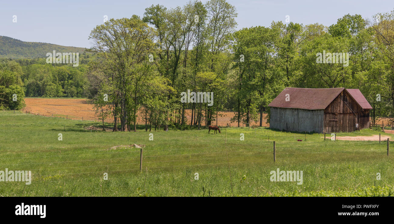 La Nuova Inghilterra farm scena con cavallo singolo e fienile, campo e boschi in estate Foto Stock