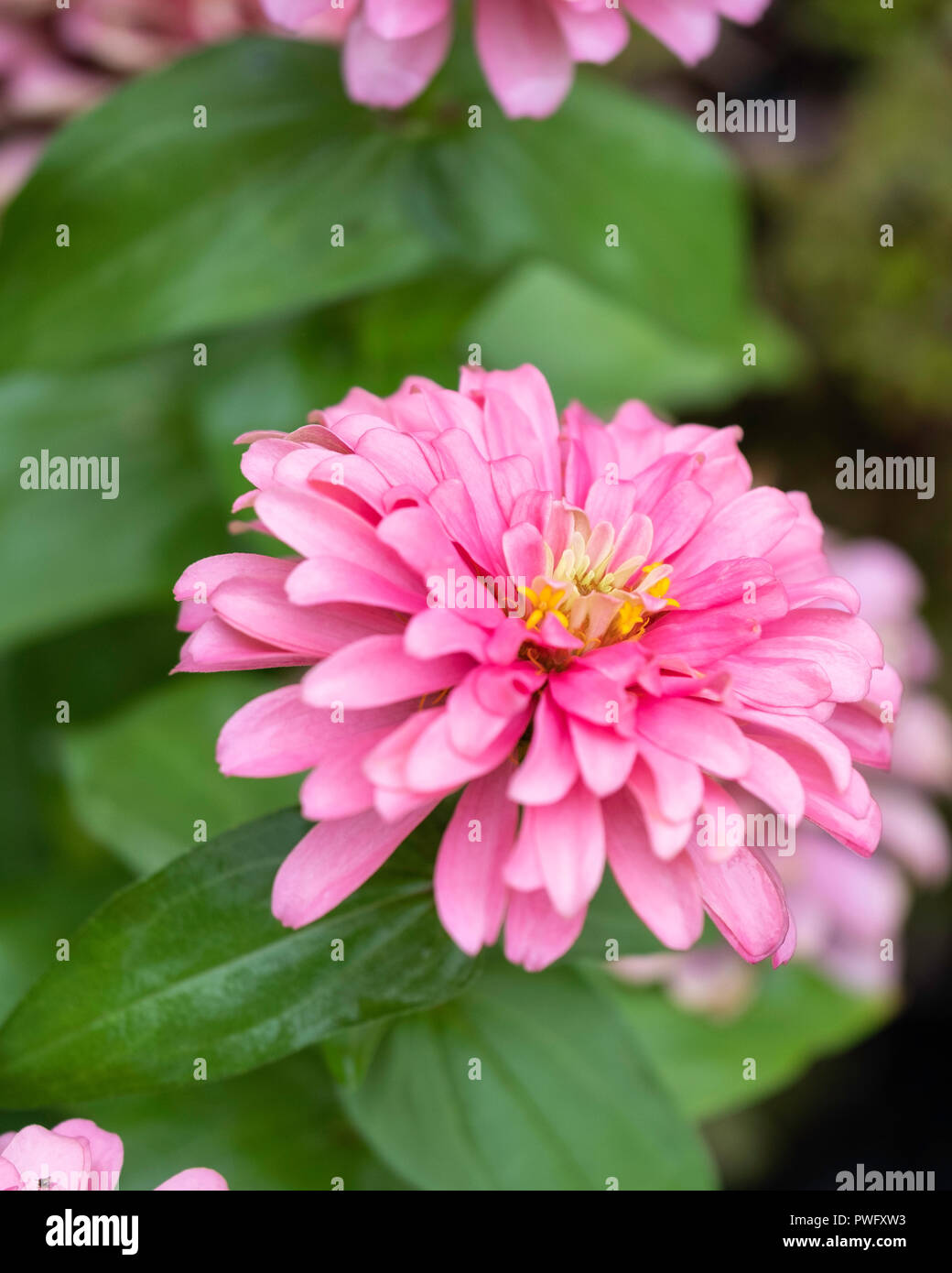 Rosa Zinnia elegans, completamente fiorì, Kansas, Stati Uniti d'America. Foto Stock