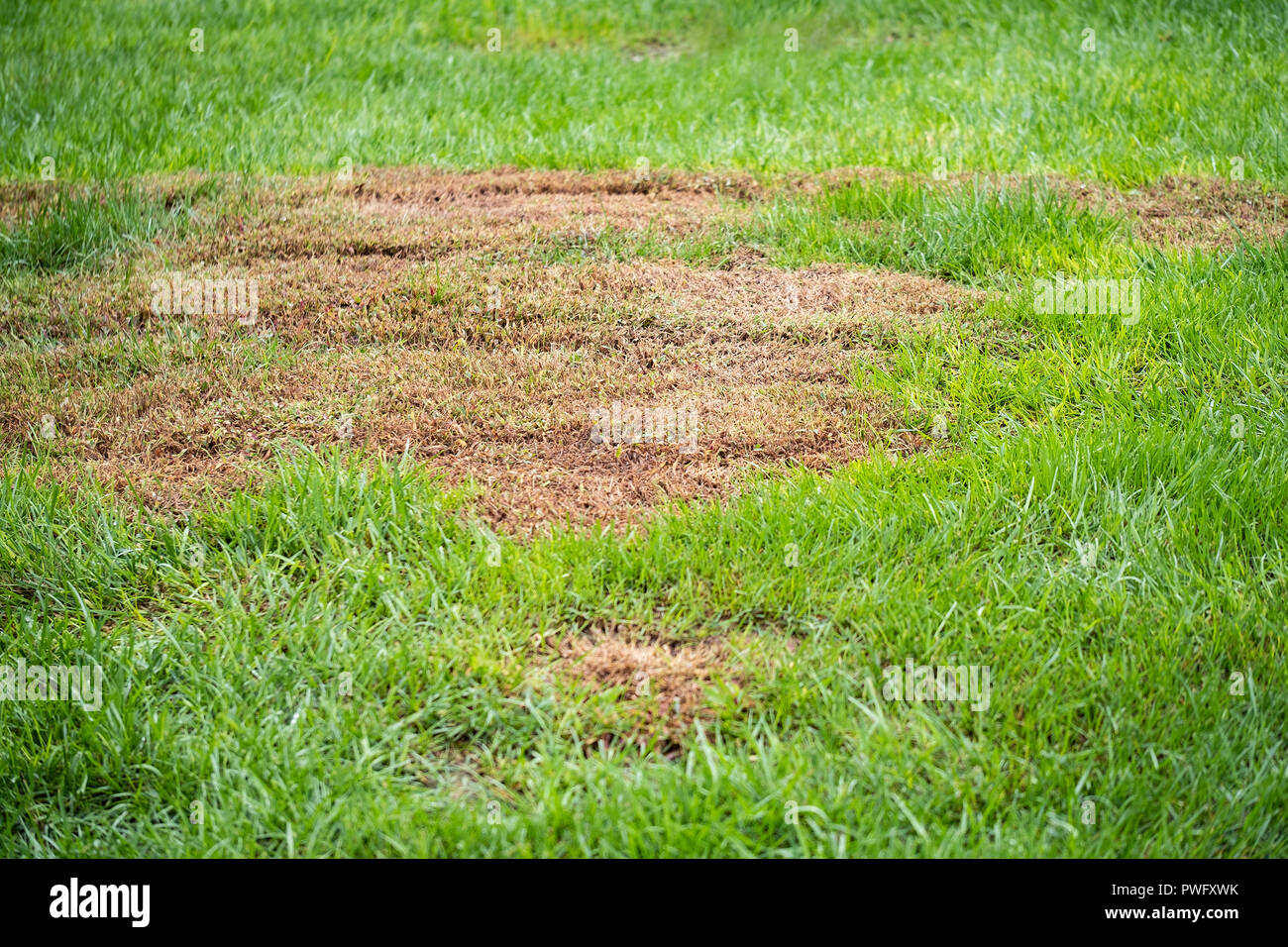 Un punto morto in una Festuca arundinacea Festuca prato durante la tarda estate. Wichita, Kansas, Stati Uniti d'America. Foto Stock