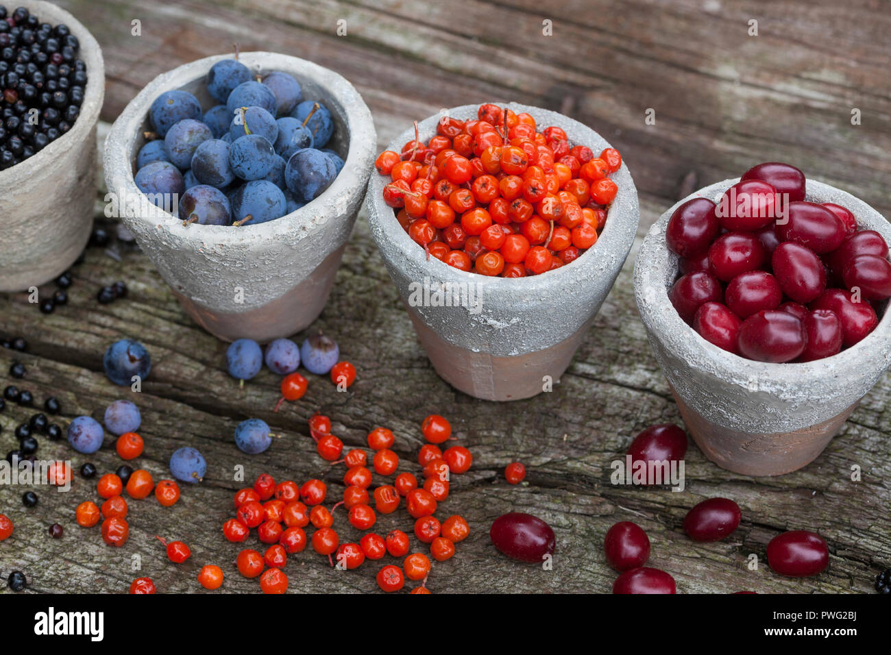 Wildfrüchte in Tontopf, Wildfrucht, Ernte von Früchten, Frucht, Früchte, frutta. Schlehenbeeren, Schlehe, Schlehen, Gewöhnliche Schlehe, Schwarzdorn, P Foto Stock