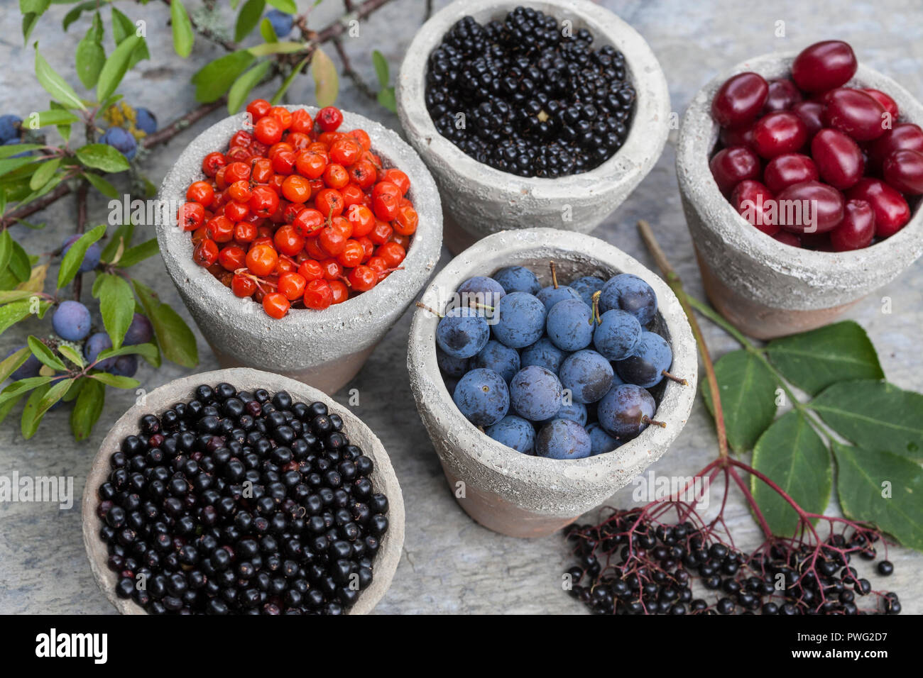 Wildfrüchte in Tontopf, Wildfrucht, Ernte von Früchten, Frucht, Früchte, frutta. Schlehenbeeren, Schlehe, Schlehen, Gewöhnliche Schlehe, Schwarzdorn, P Foto Stock