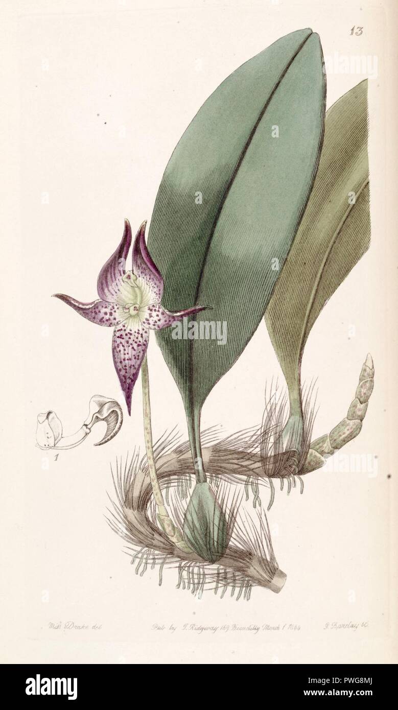 Bulbophyllum macranthum - Edwards vol 30 (NS 7) pl 13 (1844). Foto Stock