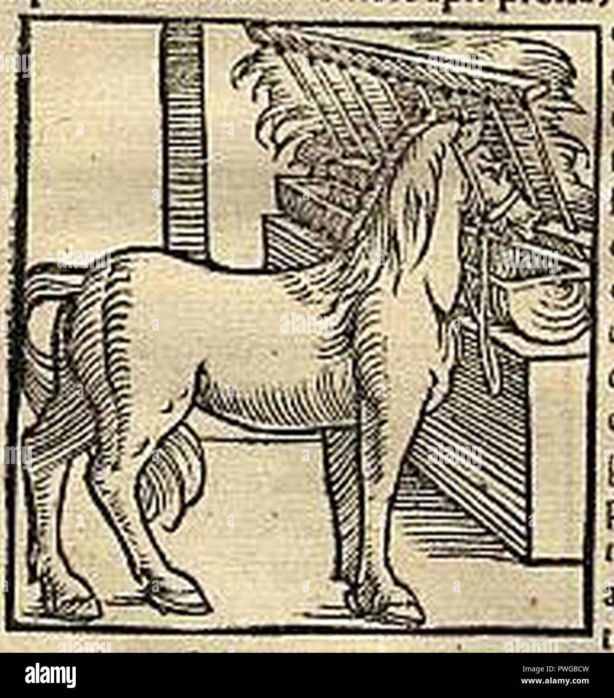 Bucephalus mangiare erba da Cosmographia (1544) da Sebastian Münster . Foto Stock