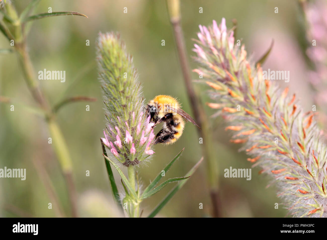 Detiled immagine di un ape succhia il polline di un fiore peloso in un prato europea Foto Stock