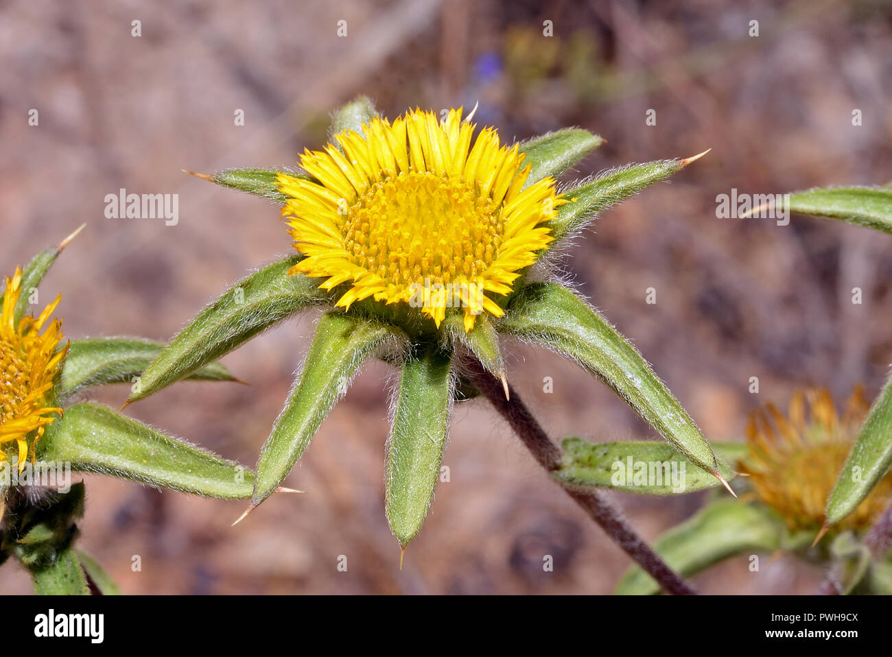 Pallore spinosa (starwort spinoso) si trova nel deserto e habitat costieri del Sud Europa, Africa del Nord, le Isole Canarie e il Medio Oriente. Foto Stock