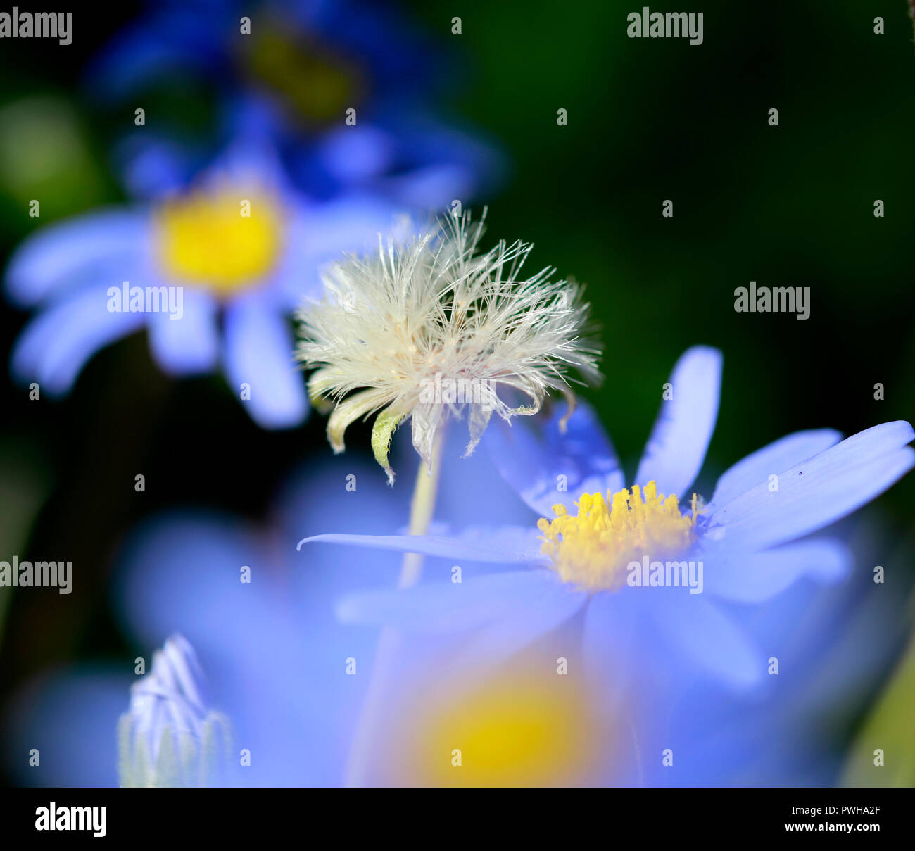 Seedhead amid blu fiori a margherita (Felicia amelloides) noto anche come , il blue marguerite in giardino. Foto Stock