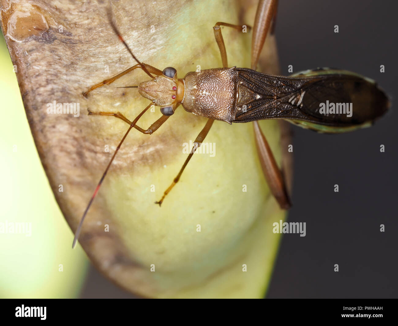Texas bow-gambe (bug Hyalymenus tarsatus) nel settembre 2018 in Texas, Stati Uniti d'America Foto Stock