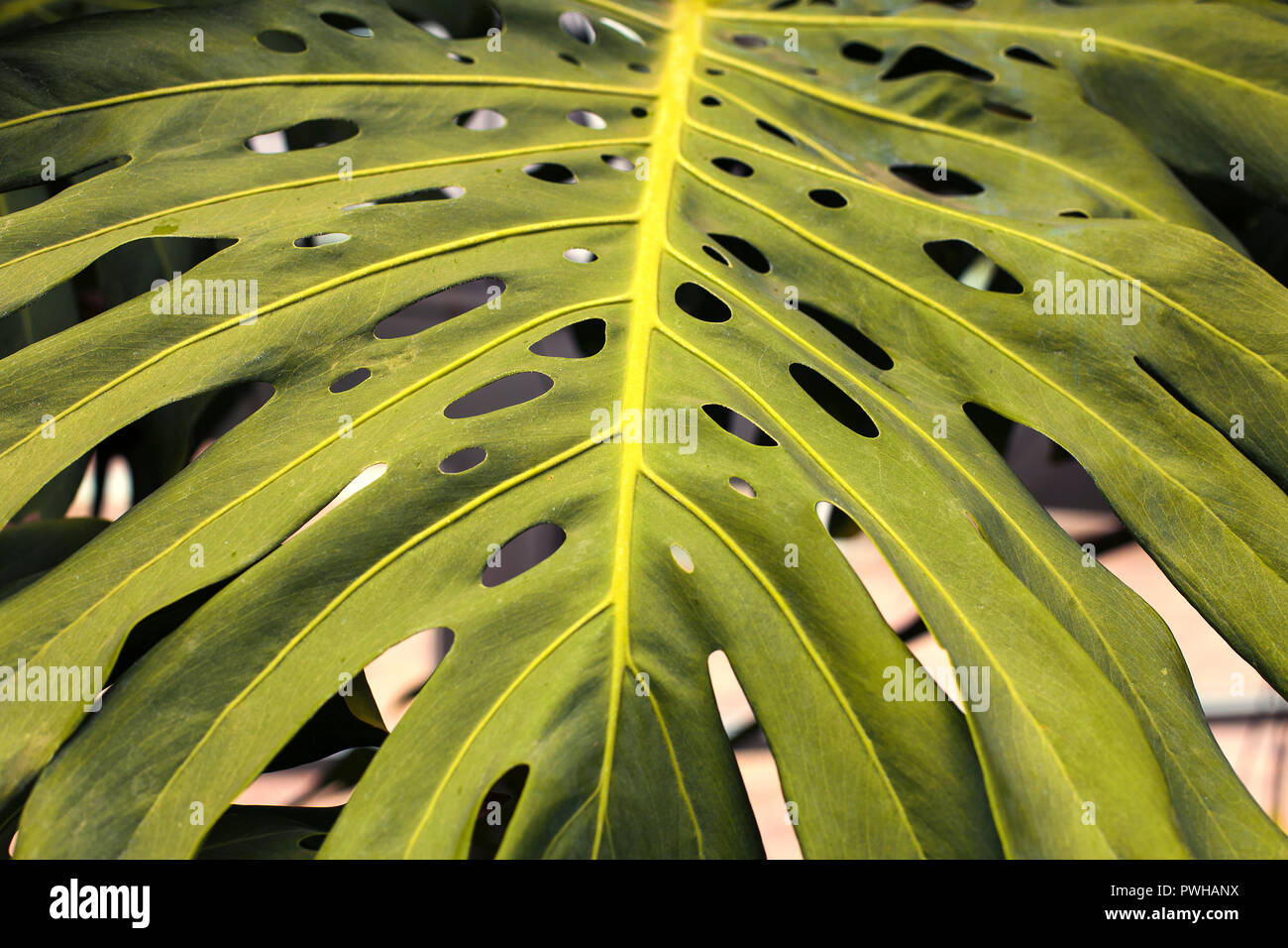 Textured sullo sfondo di una pianta verde pieno di fori. Monstera deliciosa Foto Stock