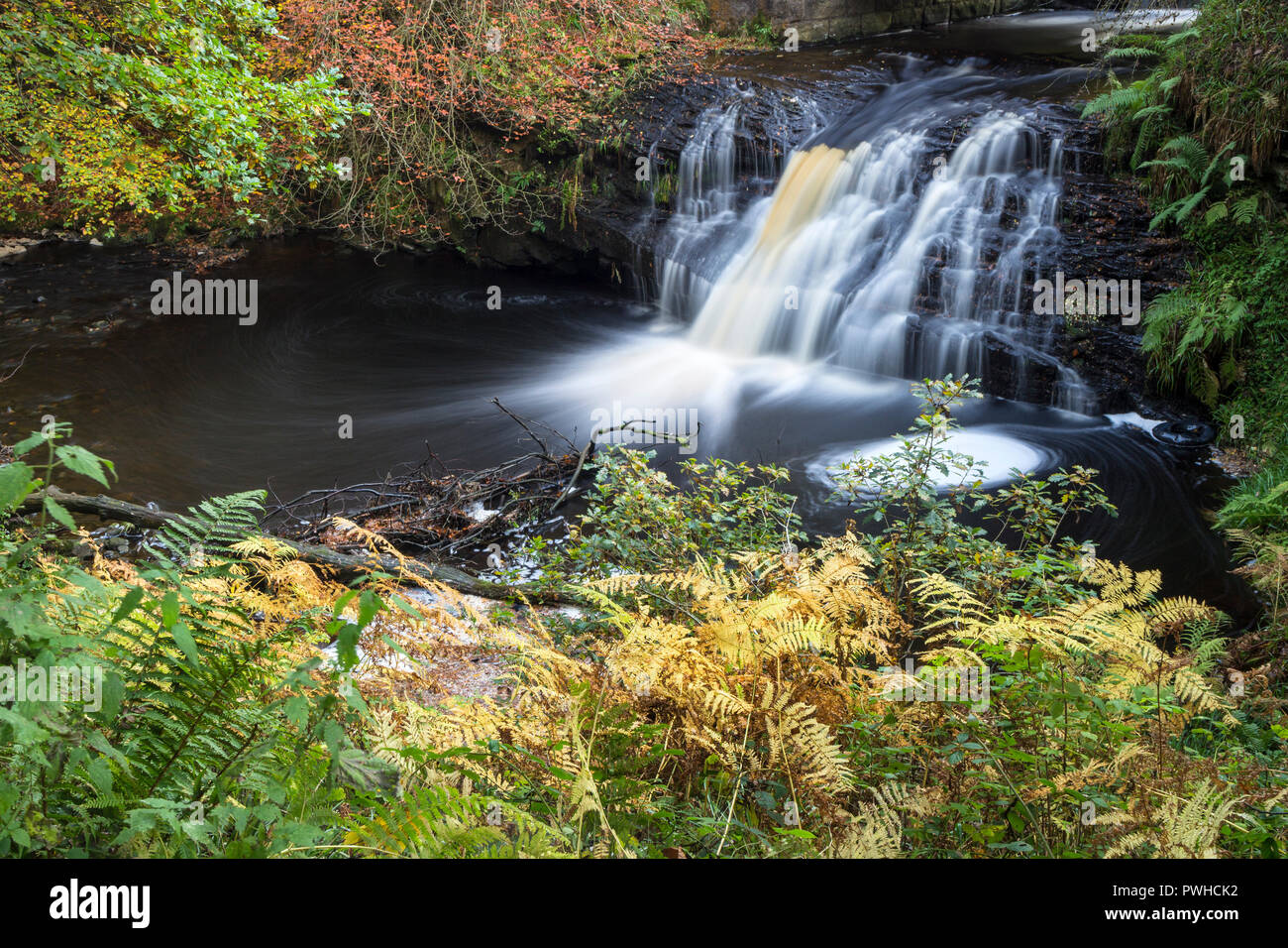 Foro Blackling e Spurlswood Beck in autunno, Hamsterley Forest, County Durham, Regno Unito Foto Stock