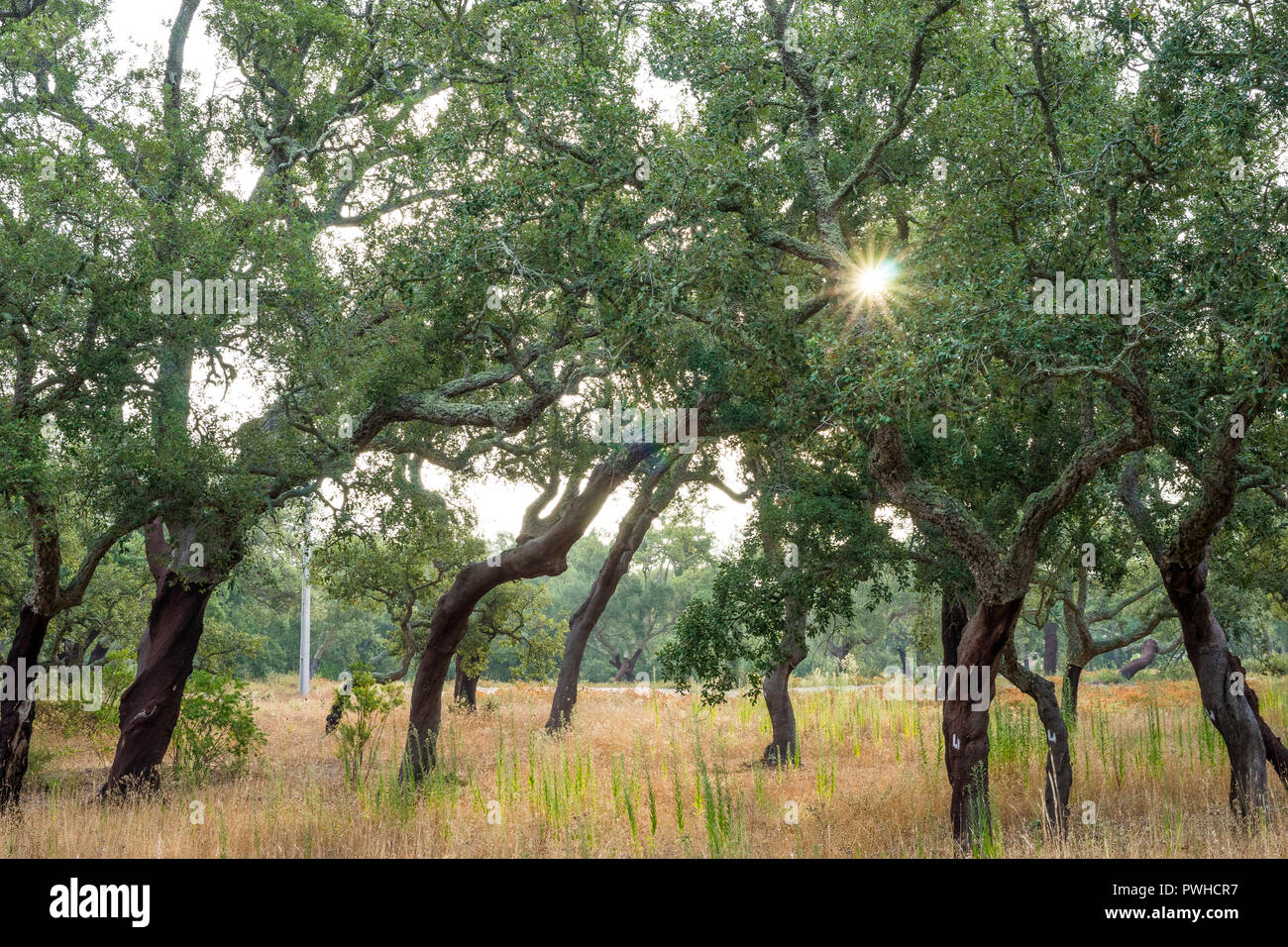 Alberi da sughero la mattina con il sole che splende attraverso foglie, Alentejo, Portogallo Foto Stock