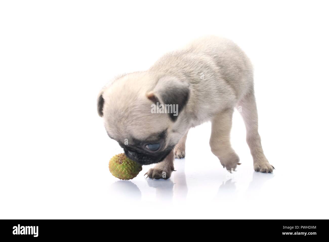 Posa laterale di graziosi Pug cane con palla. Isolato su sfondo bianco. Foto Stock