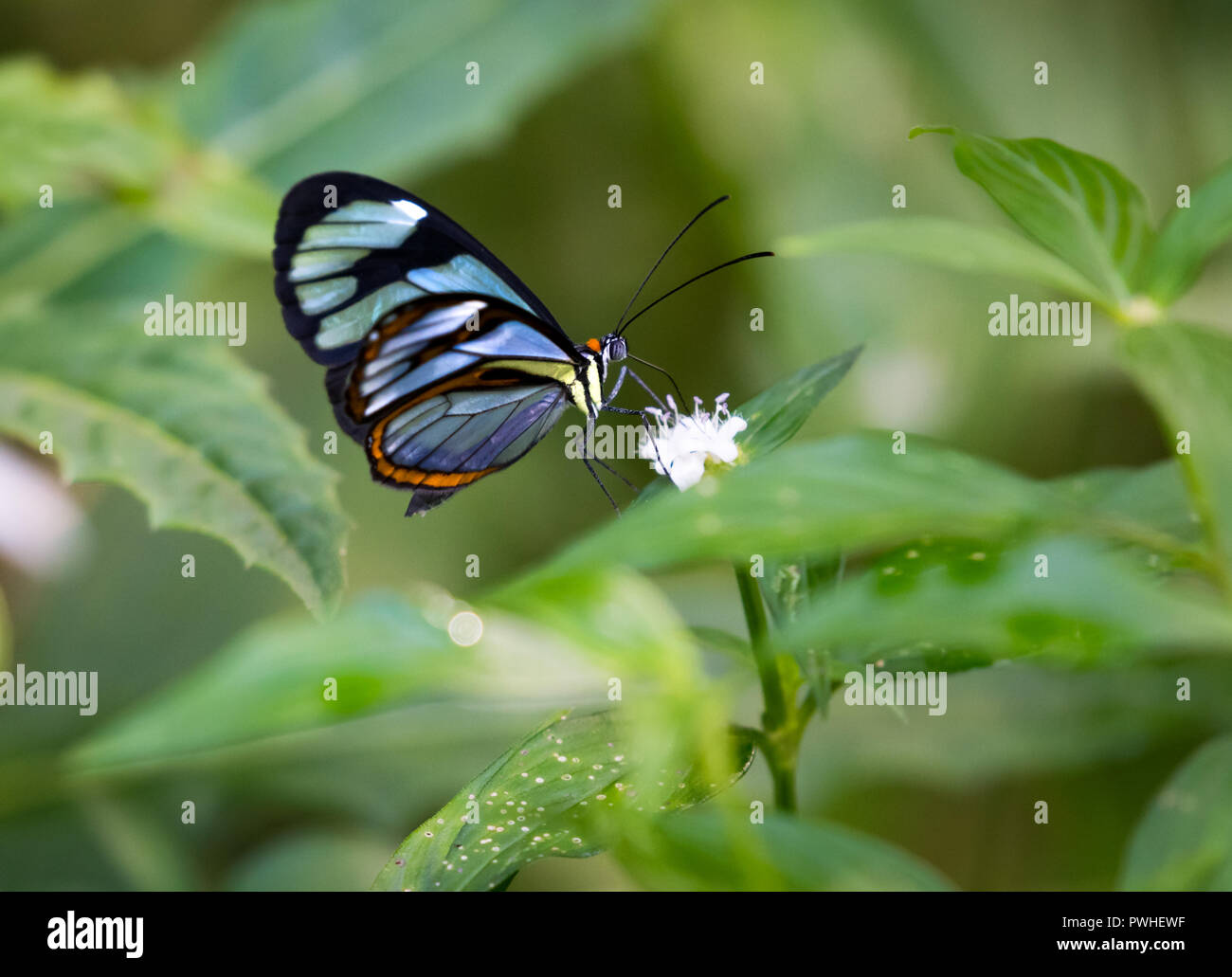 Agnosia Clearwing butterfly nella foresta pluviale di Trinidad. Foto Stock