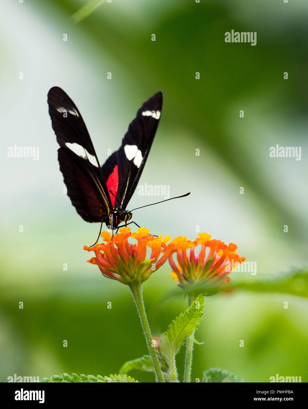 Ricini Longwing Butterfly su Lantana Foto Stock