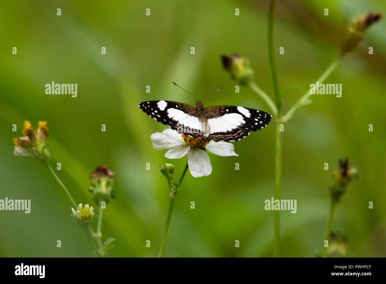 Mezzaluna bianca farfalla su un fiore bianco Foto Stock