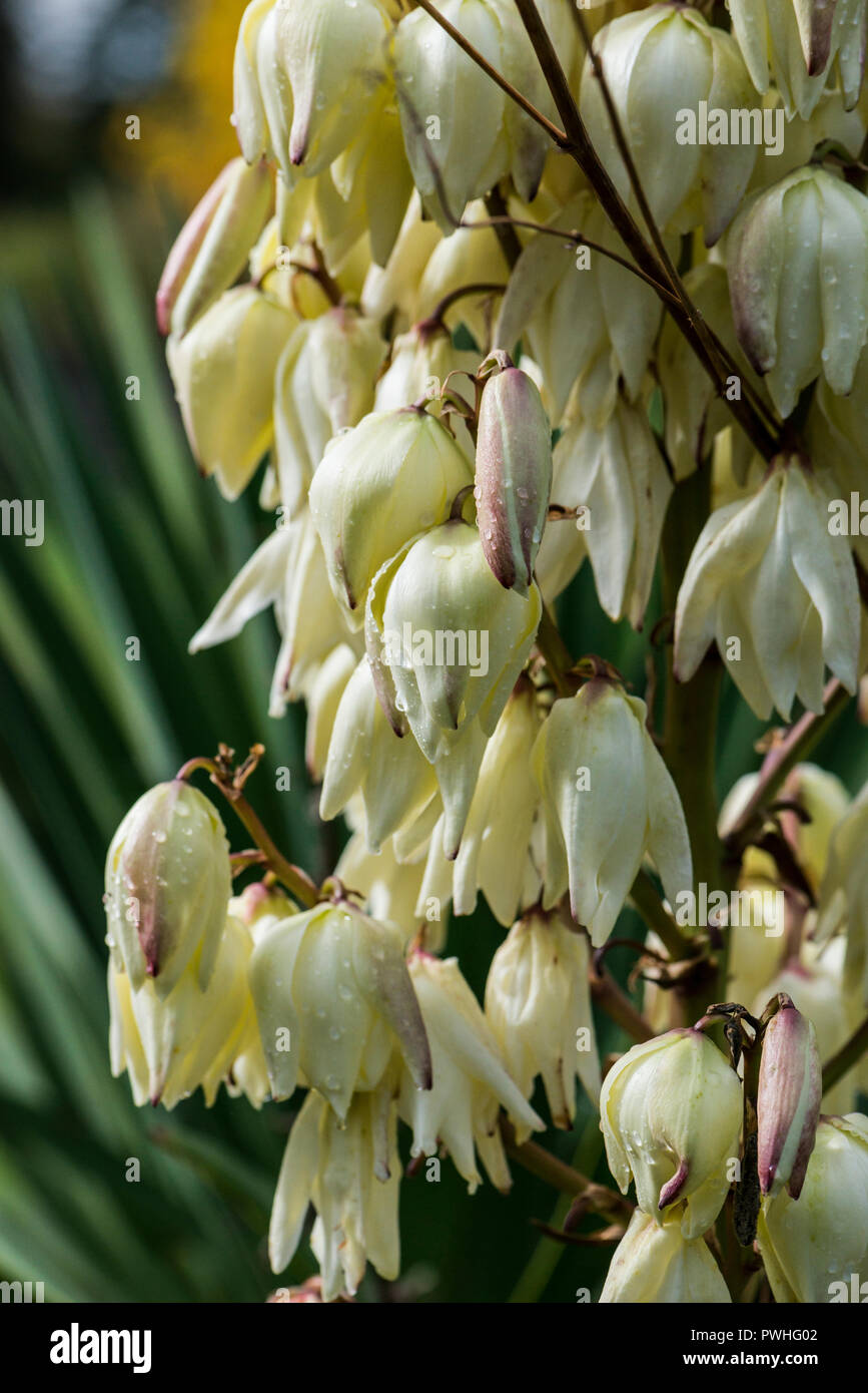 Gocce di pioggia sui fiori di un pugnale spagnolo (Yucca gloriosa) Foto Stock