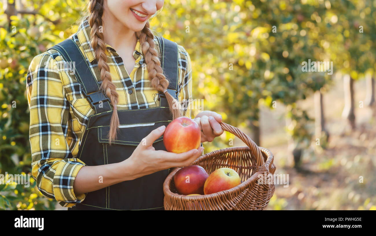 Coltivatore di frutta donna raccolta mele nel suo carrello Foto Stock