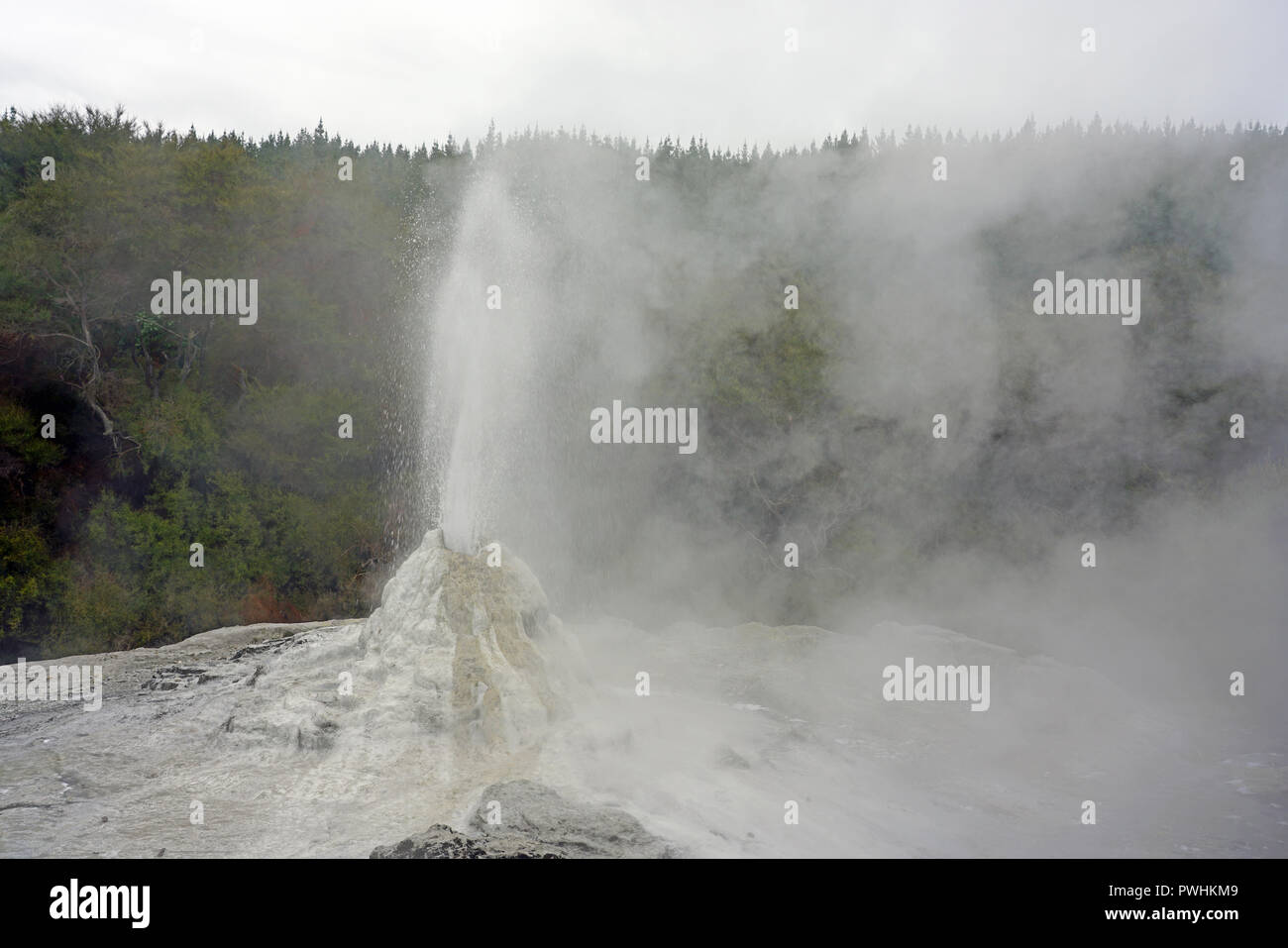 Vista del Lady Knox geyser che erutta nella zona Waiotapu di Taupo zona vulcanica in Nuova Zelanda Foto Stock