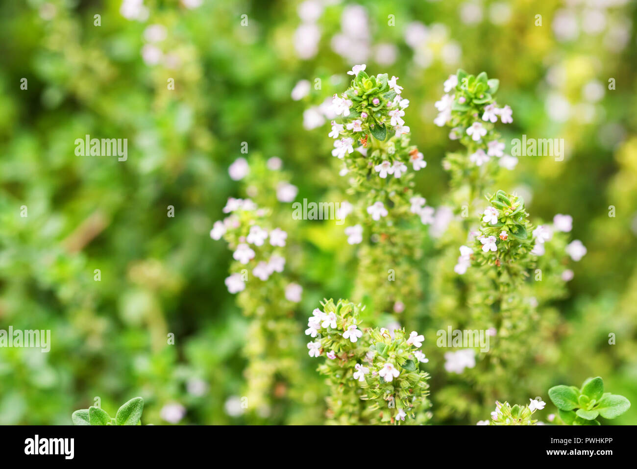 Fioritura comune o di timo Thymus vulgaris vicino Foto Stock