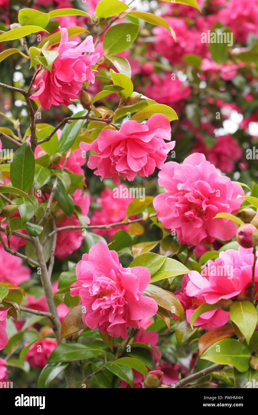 Fiore di Camellia × williamsii 'anticipazione', la molla, REGNO UNITO Foto Stock