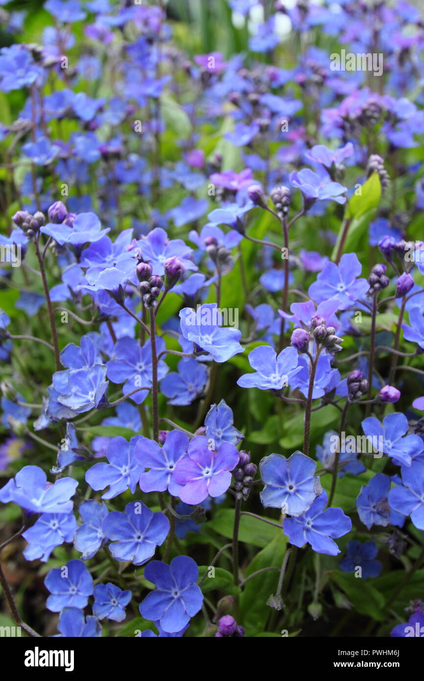 Navelwort. Fioritura di Omphalodes Cappadocica 'Cherry Ingram' in un giardino inglese in primavera, Regno Unito Foto Stock