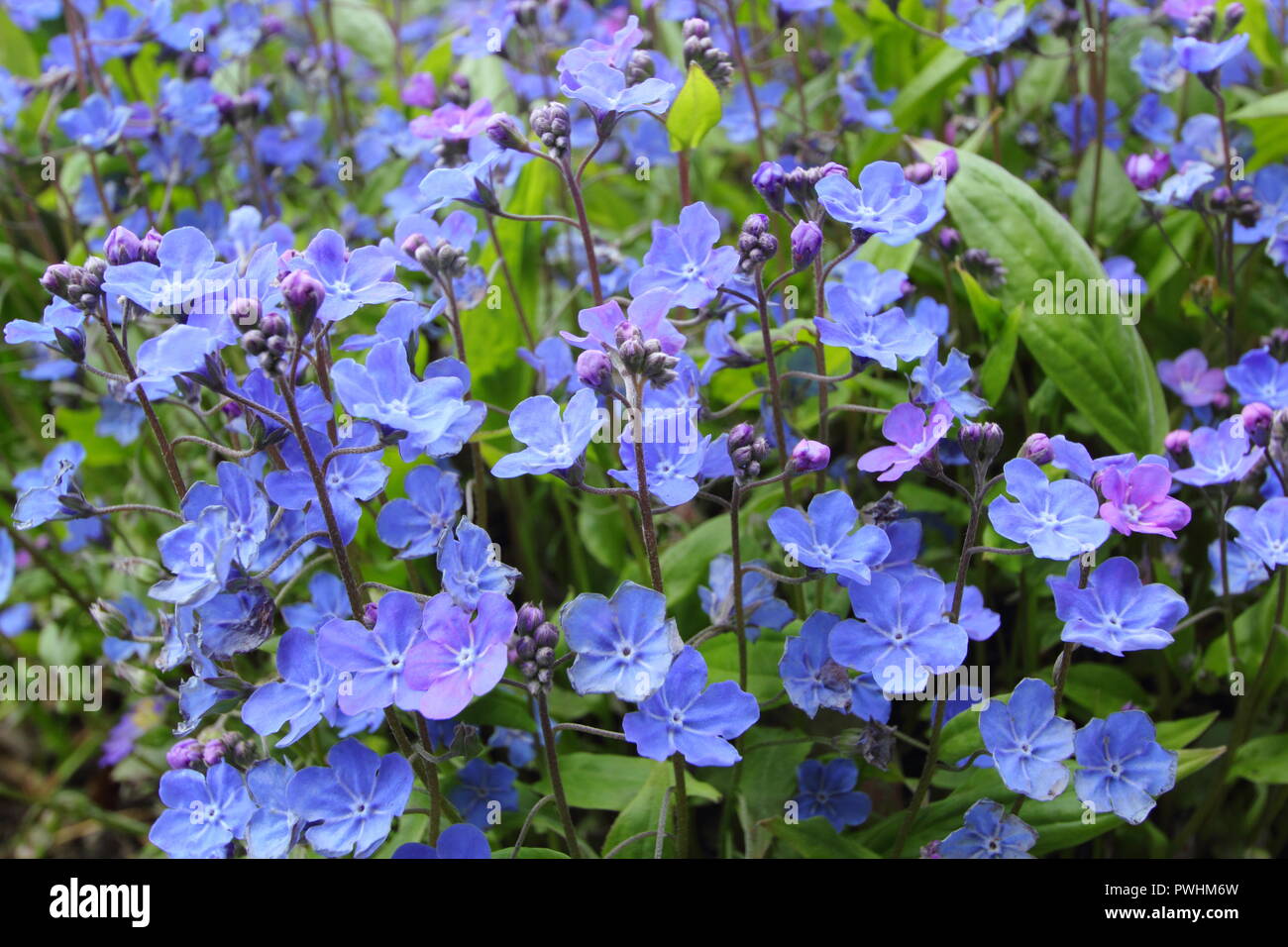 Fioriture di Omphalodes cappadocica 'Cherry Ingram' in un giardino inglese in primavera, REGNO UNITO Foto Stock