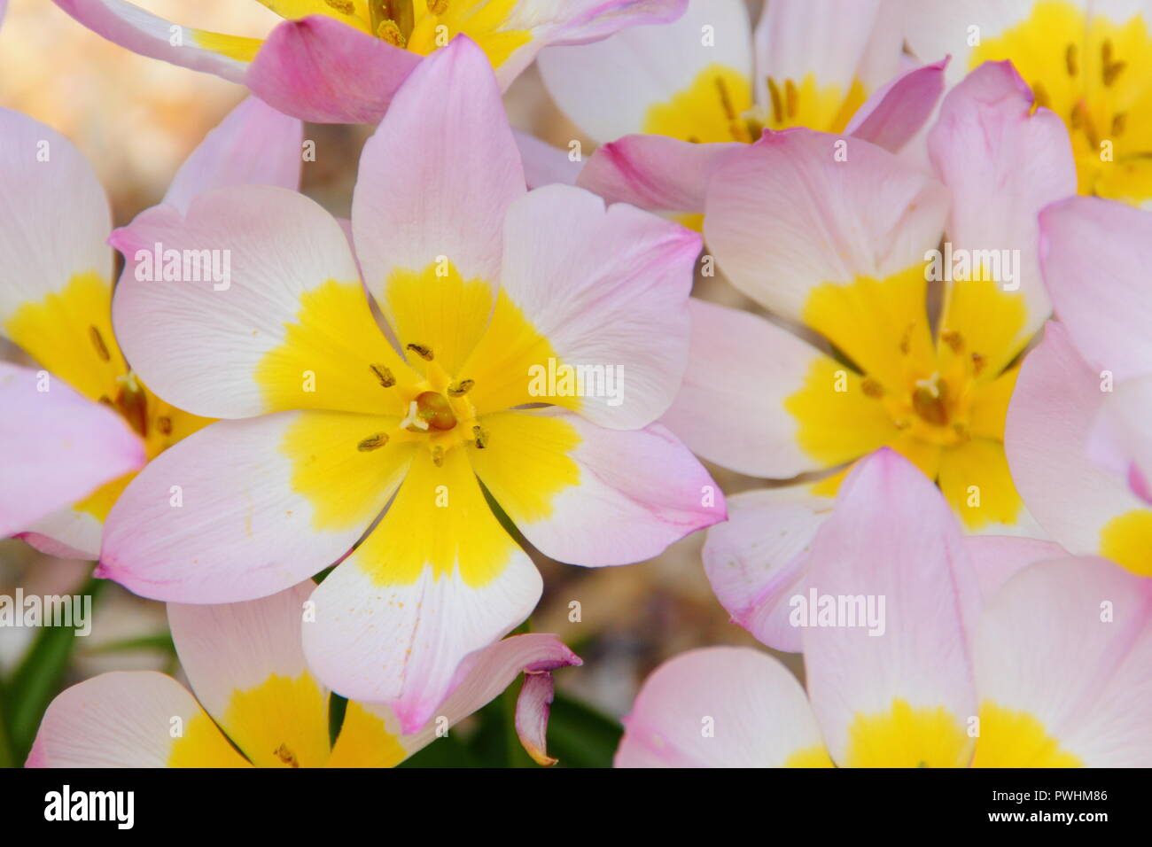 Tulipa saxatilis bakeri (Gruppo) 'Lilac Wonder'. Lilac wonder tulip fiori in un giardino di primavera REGNO UNITO Foto Stock