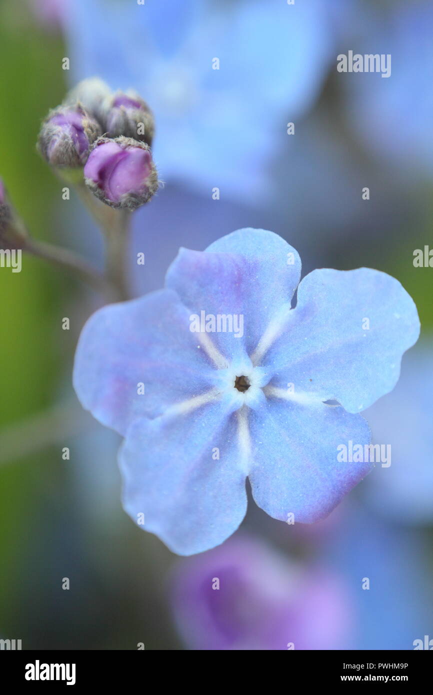 Fioriture di Omphalodes cappadocica 'Cherry Ingram' in un giardino inglese in primavera, REGNO UNITO Foto Stock