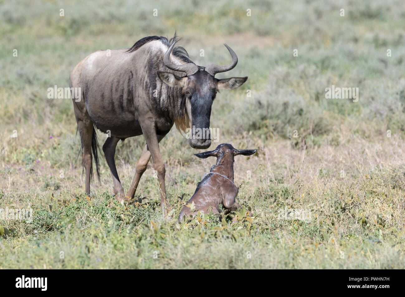 Blue Gnu (Connochaetes taurinus) madre con un nuovo nato ancora di vitello sdraiato sulla savana, Ngorongoro Conservation Area, Tanzania. Foto Stock