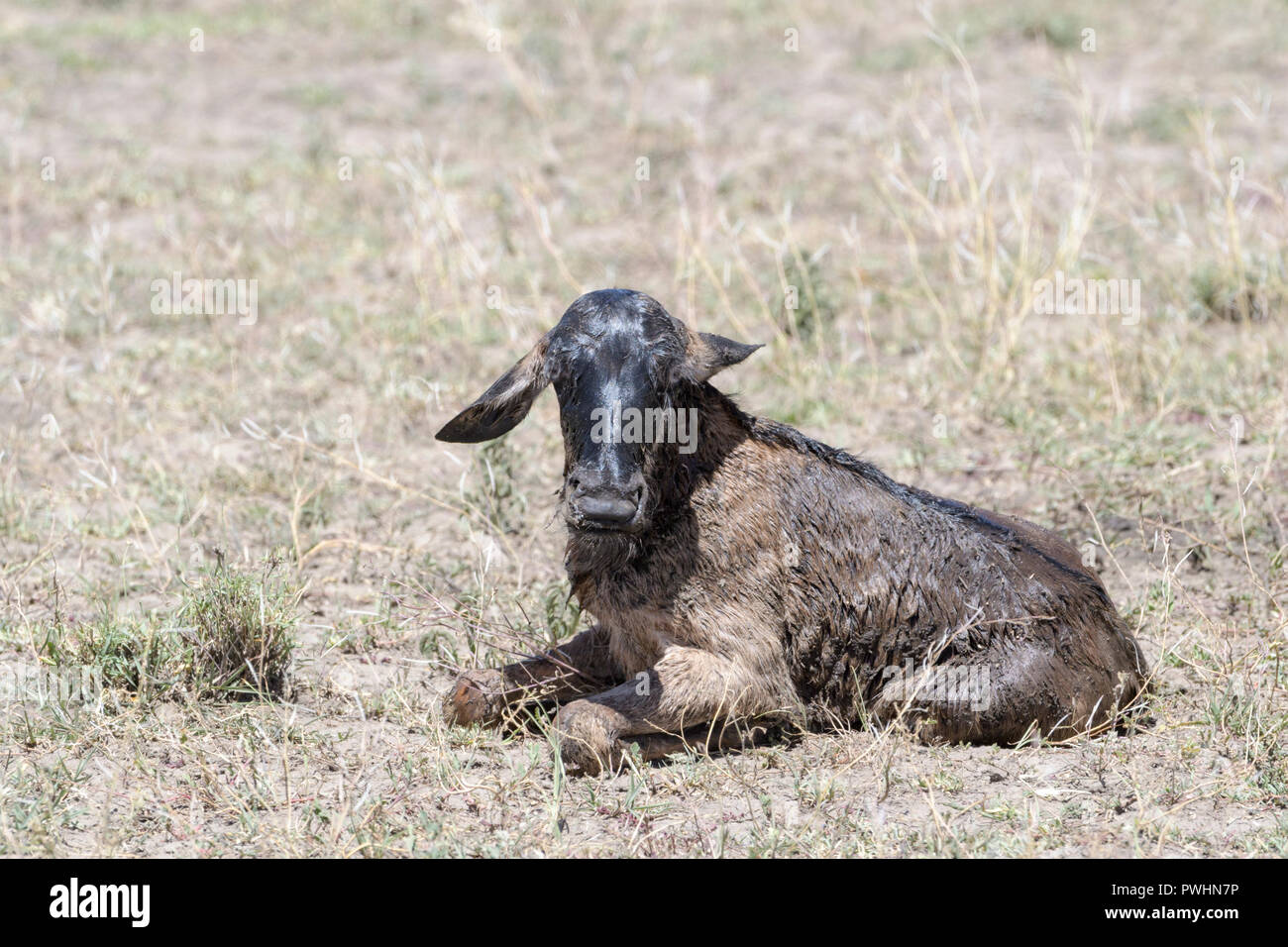 Blue Gnu (Connochaetes taurinus) new born baby di vitello, ancora bagnato sdraiato sulla savana, guardando la telecamera, Ngorongoro Conservation Area, Tanzani Foto Stock